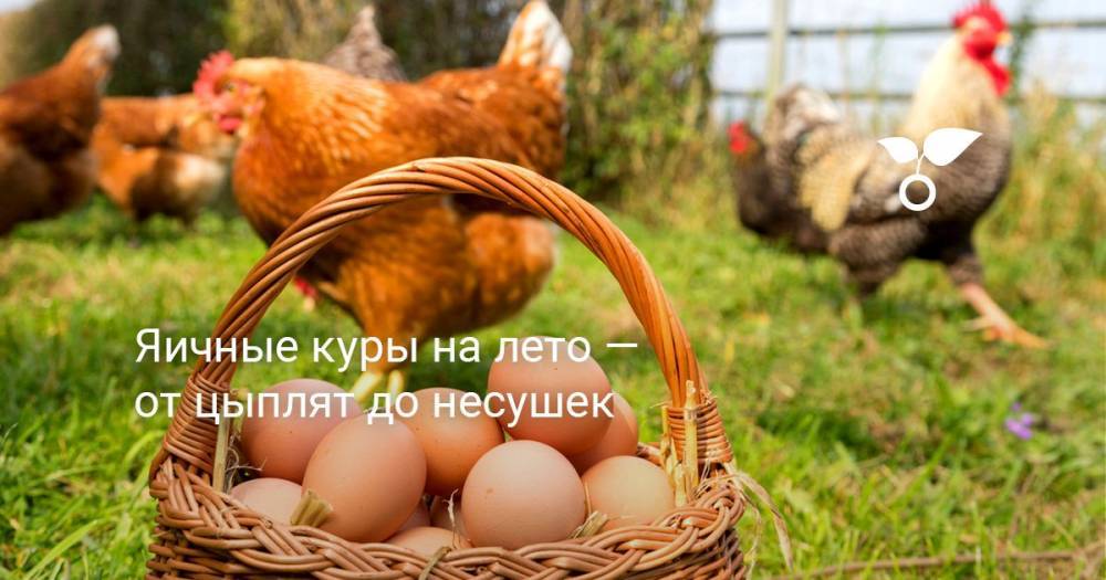 Яичные куры на лето — от цыплят до несушек - botanichka.ru
