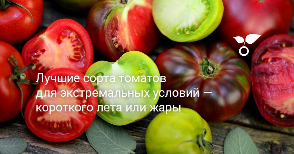 Лучшие сорта томатов для экстремальных условий — короткого лета или жары - botanichka.ru