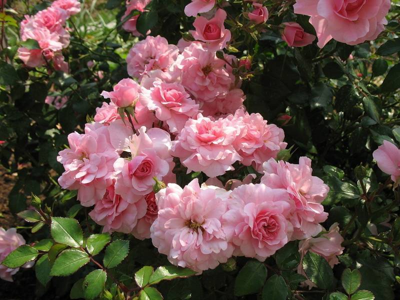 Почвопокровная роза флорибунда Bonica 82 (Боника 82): обзор, посадка и уход - fermilon.ru