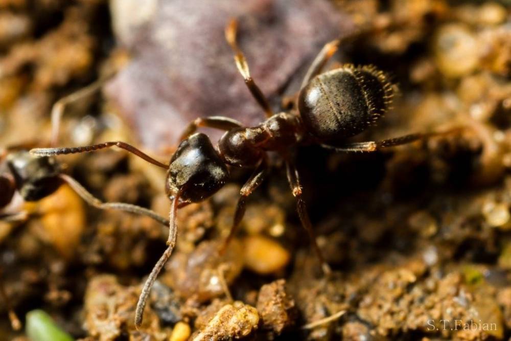 Проблема всех огородов — муравьи: как их вывести раз и навсегда - 7ogorod.ru