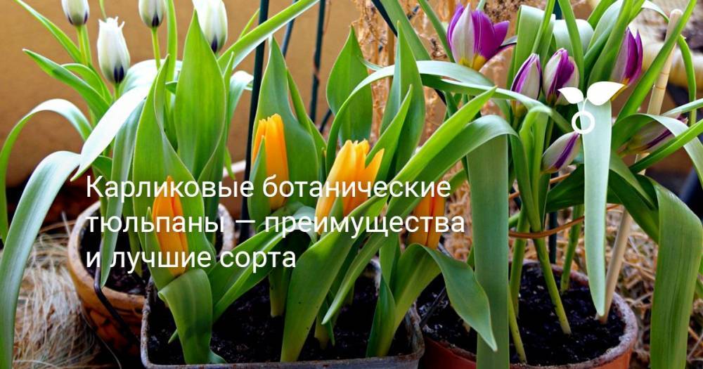 Карликовые ботанические тюльпаны — преимущества и лучшие сорта - botanichka.ru - Иран - Индия - Турция
