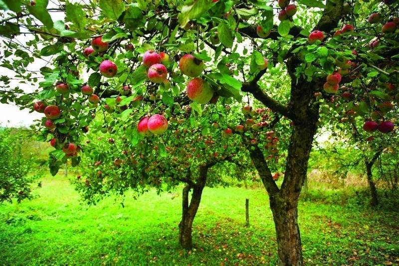 Зачем наши бабушки закапывали под яблоней старую подкову - orchardo.ru - Россия