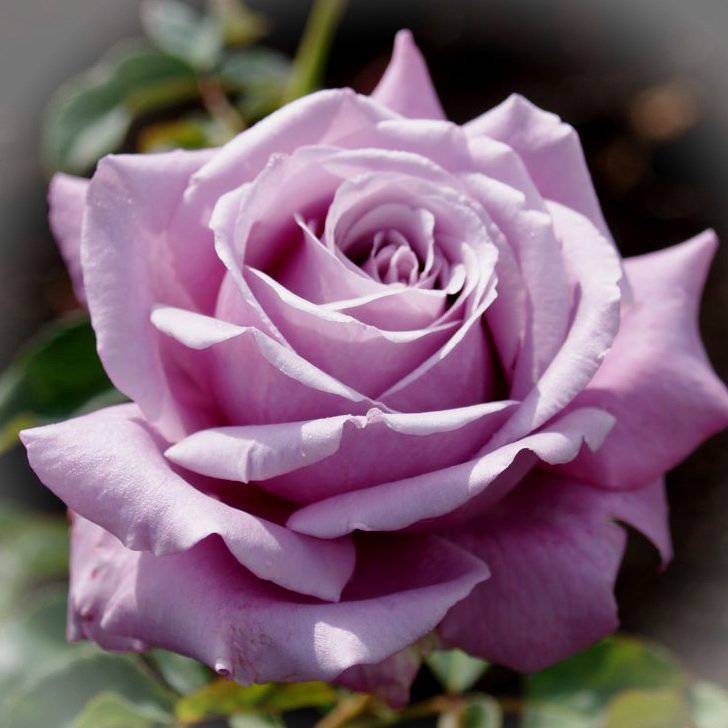 Чайно-гибридная роза Blue Perfume (Блю Парфюм): описание сорта, фото - fermilon.ru