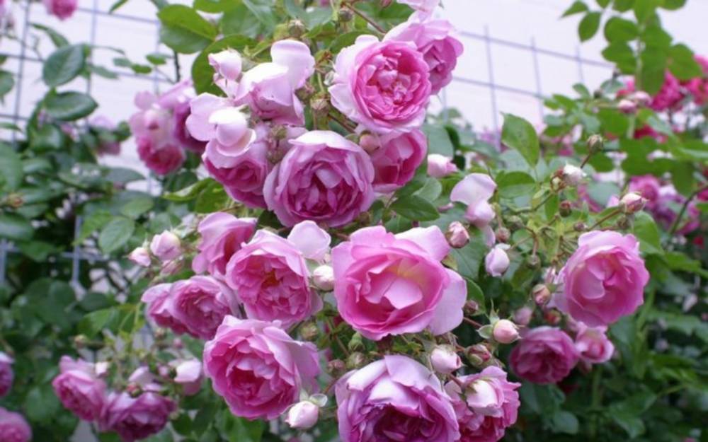 Вильгельм Кордес - Плетистая парковая роза Кордеса Jasmina (Жасмина): описание, фото в саду - fermilon.ru