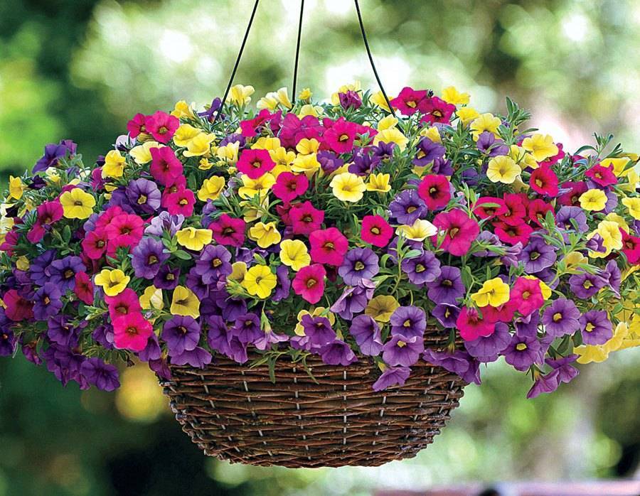 Какие цветы похожи на петунию: фото с названиями - fermilon.ru
