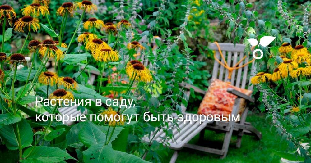 Растения в саду, которые помогут быть здоровым - botanichka.ru