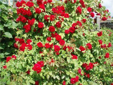 Как выбрать хороший участок для плетистых роз? - sad-dacha-ogorod.com