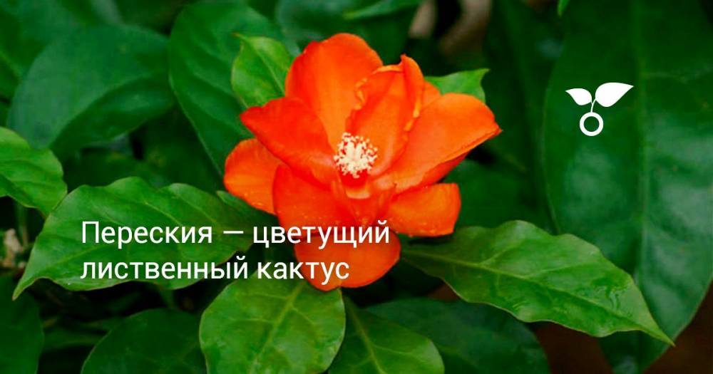 Переския — цветущий лиственный кактус - botanichka.ru