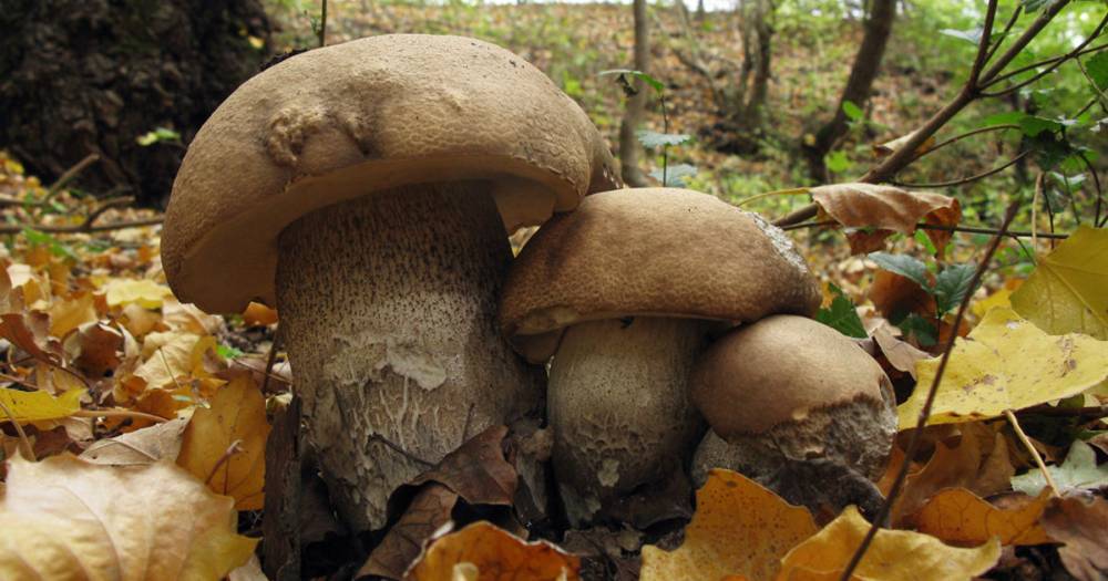 Виды грибов, растущих в тополях с фото и описанием - sveklon.ru