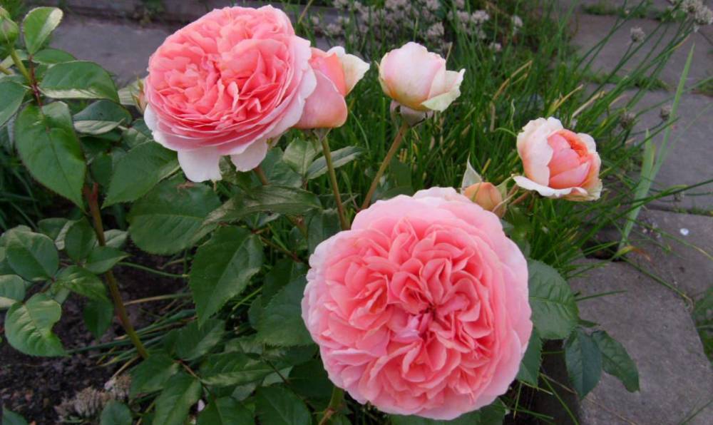 Парковая чайно-гибридная роза Chippendale (Чиппендейл): описание, фото, отзывы - fermilon.ru
