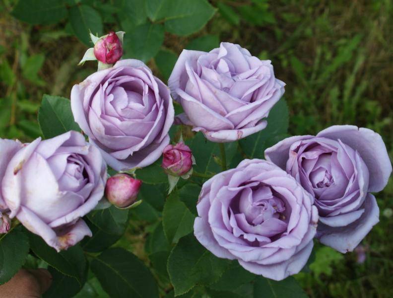 Фиолетовая плетистая роза Indigoletta (Индиголетта): посадка и уход, фото - fermilon.ru - Голландия