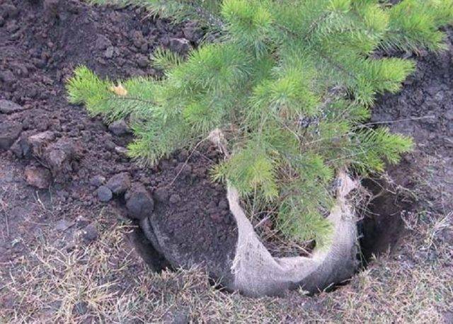 Как пересадить сосну, елку из леса, чтобы она прижилась на участке - 7ogorod.ru