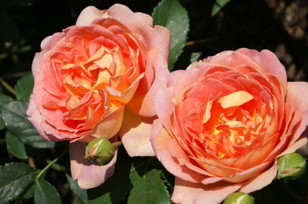 Английская роза Lady of Shalott (Леди оф Шалотт): фото и описание сорта - fermilon.ru - Англия