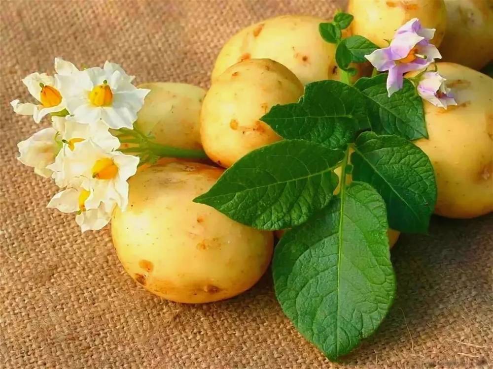 Выращивание картофеля из семян в домашних условиях - sadogoroda.net