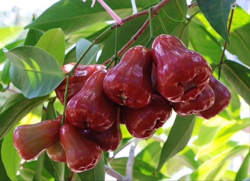 7 удивительных сортов яблок, которые можно вырастить у себя в саду - diz-cafe.com - Шри Ланка