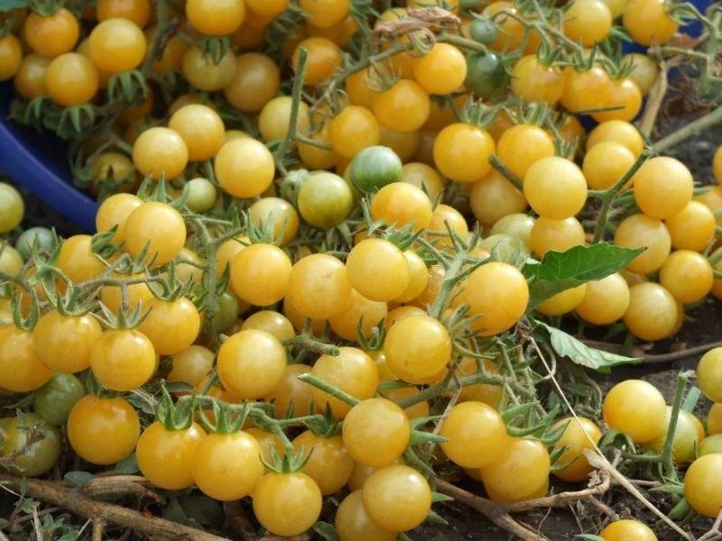 Монохромный урожай: 8 сортов томатов с черными и белыми плодами - diz-cafe.com