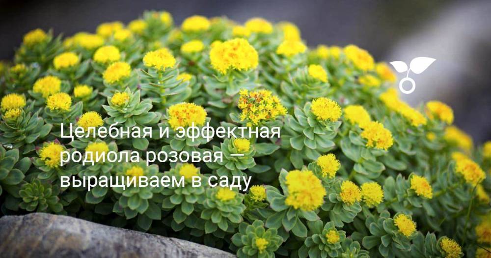Целебная и эффектная родиола розовая — выращиваем в саду - botanichka.ru