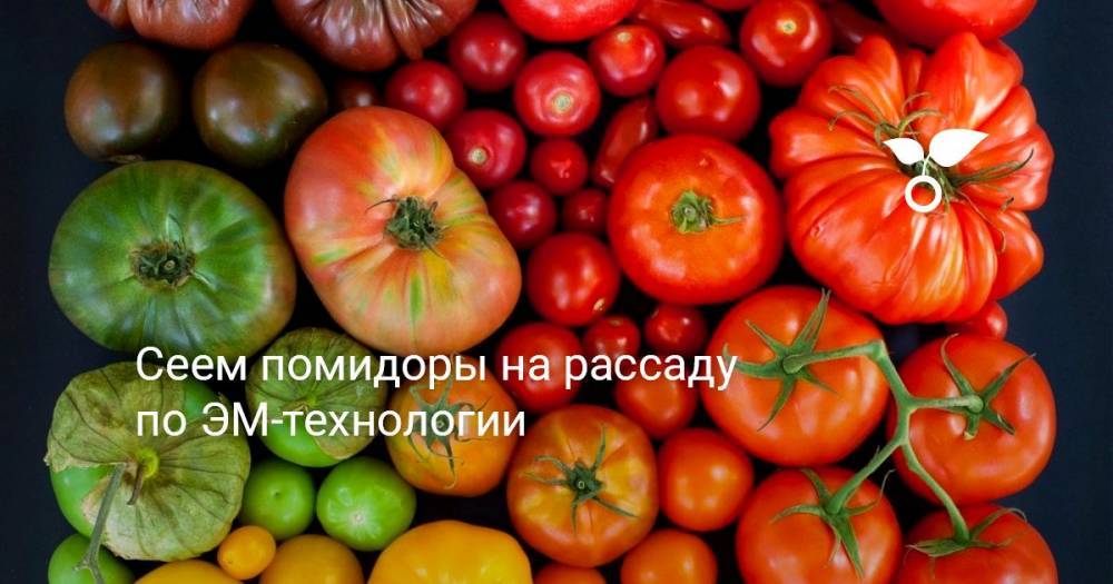 Сеем помидоры на рассаду по ЭМ-технологии - botanichka.ru