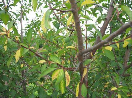 Летом листья на деревьях в саду желтеют, что делать? - sad-dacha-ogorod.com