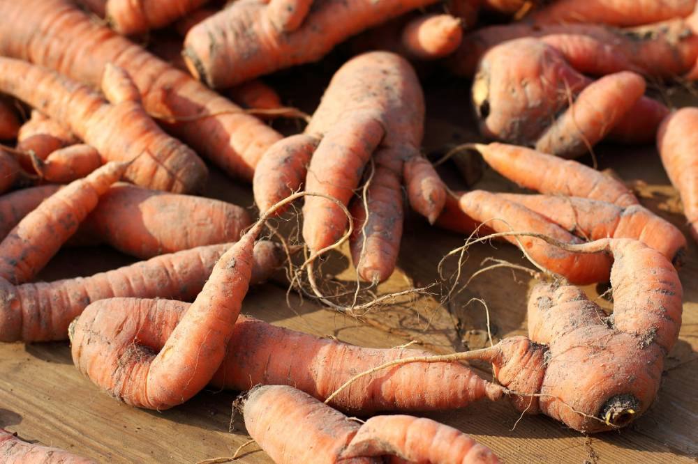 Почему морковь корявая и рогатая: причины проблемы и решение - ogorod.ru