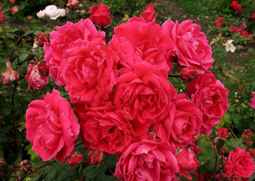 Парковые розы: уход и выращивание, когда сажать осенью в открытый грунт - fermilon.ru - Россия