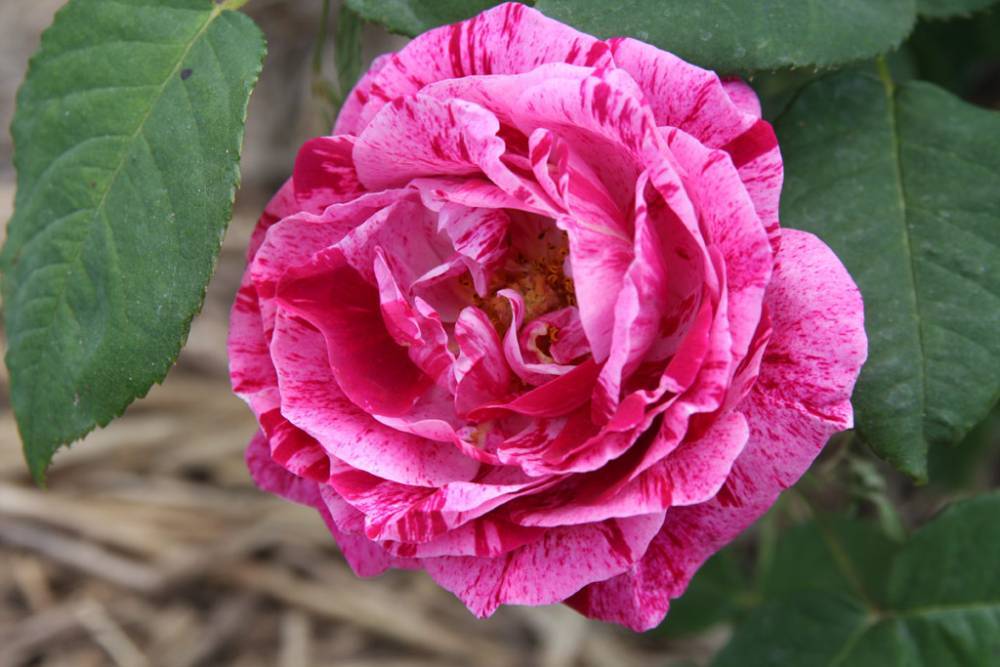 Плетистая парково-кустовая роза Ferdinand Pichard (Фердинанд Пичард): описание, фото, отзывы - fermilon.ru - Франция