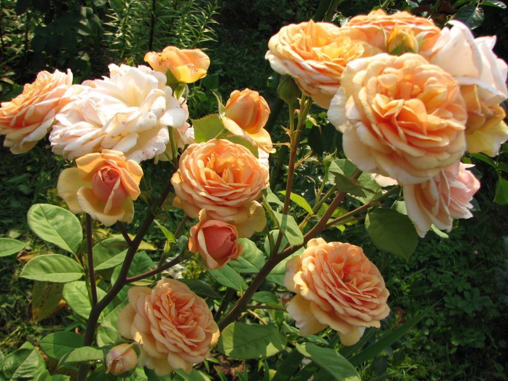 Роза Остина - Роза Остина Golden Celebration (Голден Селебрейшен): фото и описание, отзывы - fermilon.ru