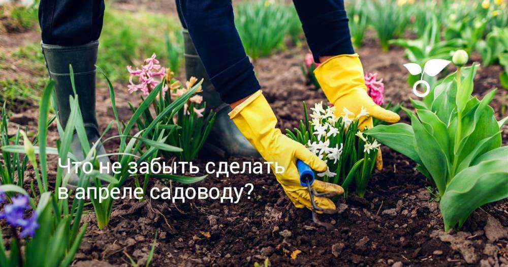 Что не забыть сделать в апреле садоводу? - botanichka.ru