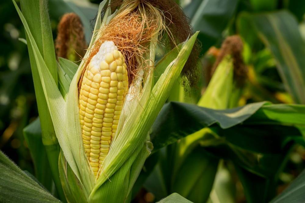 Выращивание кукурузы на даче – раскрываем секреты высокого урожая - ogorod.ru - Московская обл.