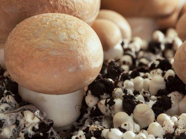 Какие грибы можно выращивать круглый год: виды и способы - sveklon.ru