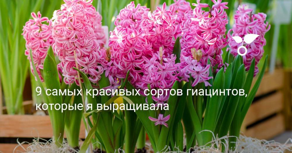9 самых красивых сортов гиацинтов, которые я выращивала - botanichka.ru