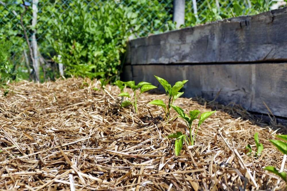 Выращивание перца на соломе – секреты хорошего урожая - ogorod.ru
