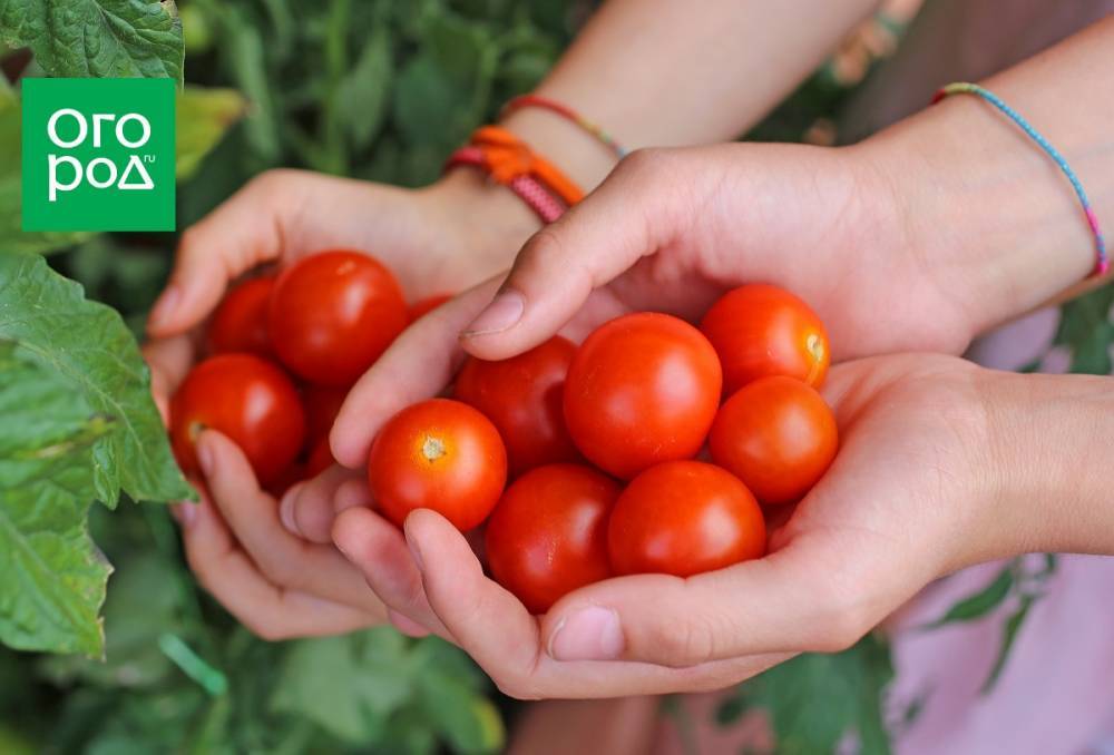 Ранние томаты: как получить урожай в июне - ogorod.ru