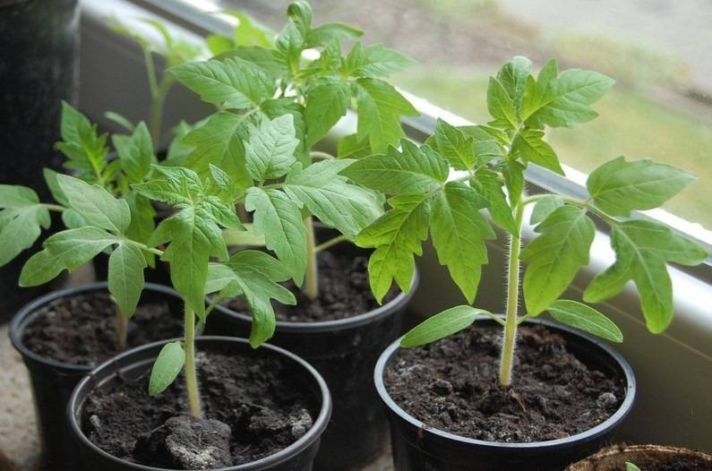 Как вырастить здоровую рассаду томатов и перца - 7ogorod.ru