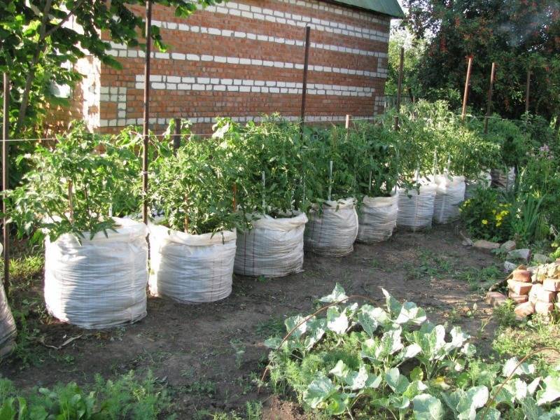 Не было места в саду, поэтому я высадила томаты в мешках - diz-cafe.com
