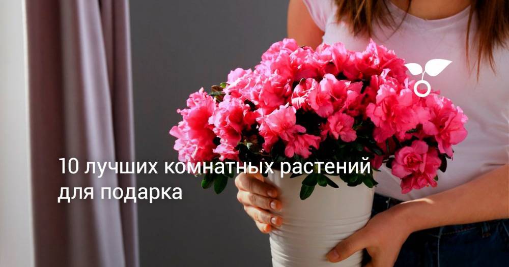 10 лучших комнатных растений для подарка - botanichka.ru
