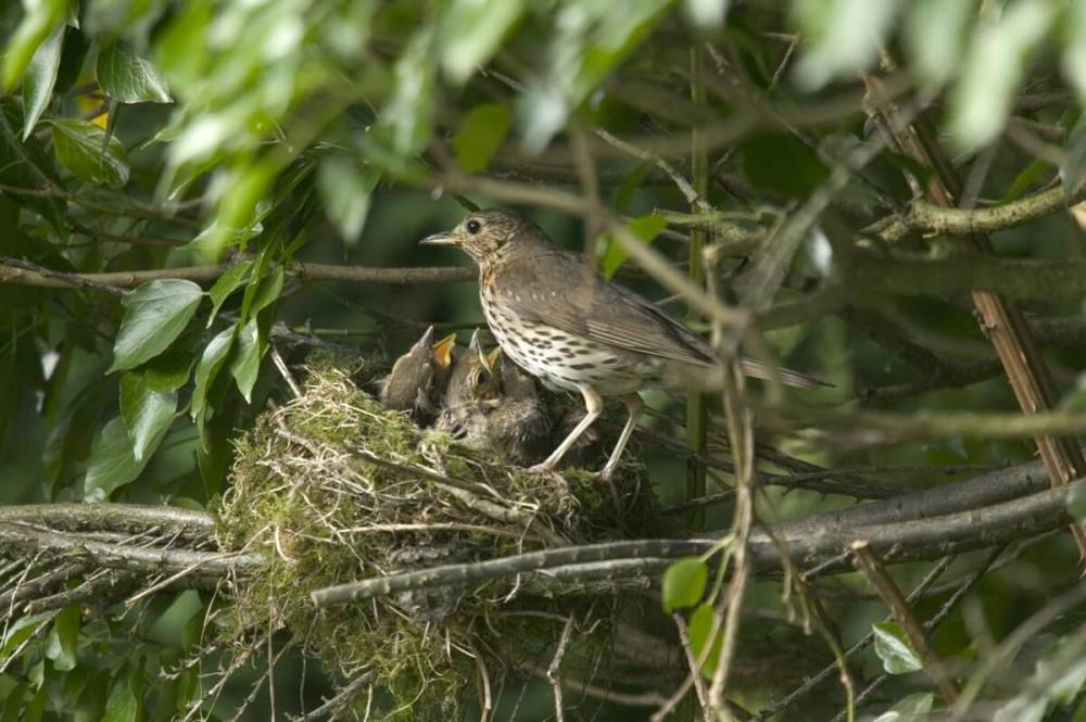 Где вьют гнезда птицы и как привлечь их на свой участок - ogorod.ru