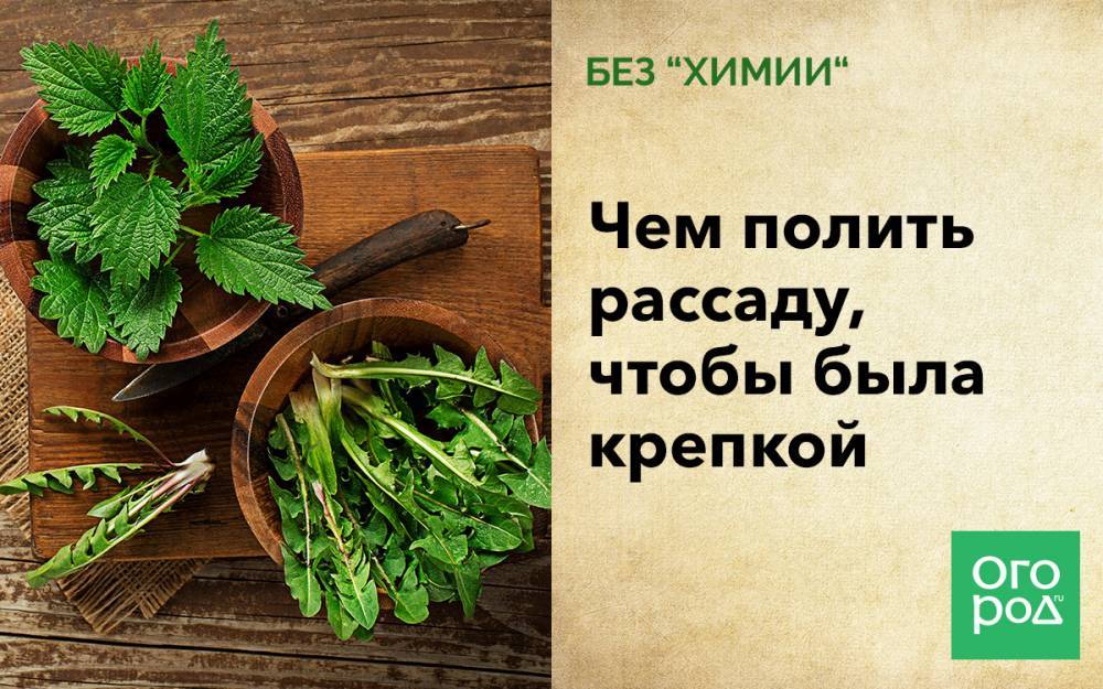 Без "химии": чем полить рассаду, чтобы была крепкой - ogorod.ru