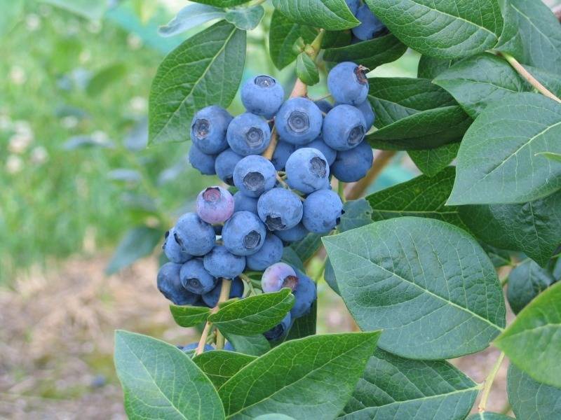 Чем отличаются дикая и садовая голубика, и почему выращивать на участке стоит последнюю - orchardo.ru - Россия
