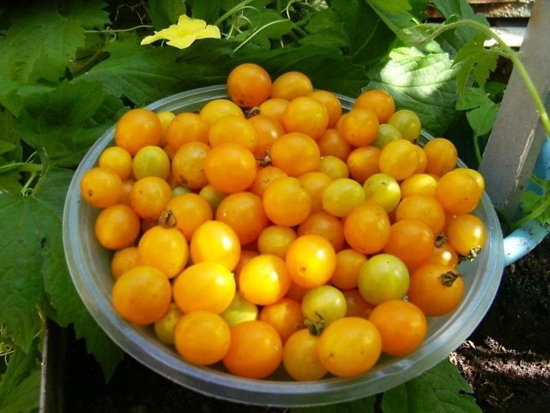 8 сортов томатов с необычной формой, цветом и текстурой - diz-cafe.com