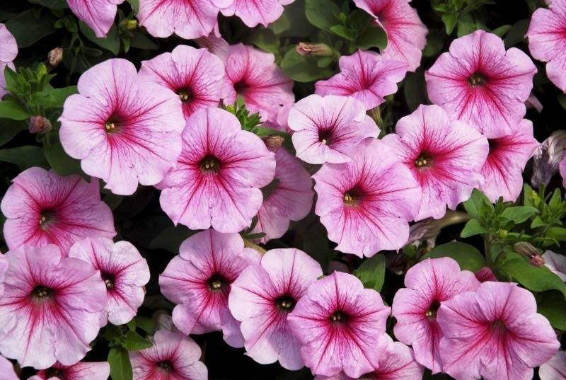 10 красивых садовых растений, которые цветут все лето - diz-cafe.com
