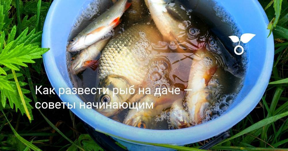 Как развести рыб на даче — советы начинающим - botanichka.ru