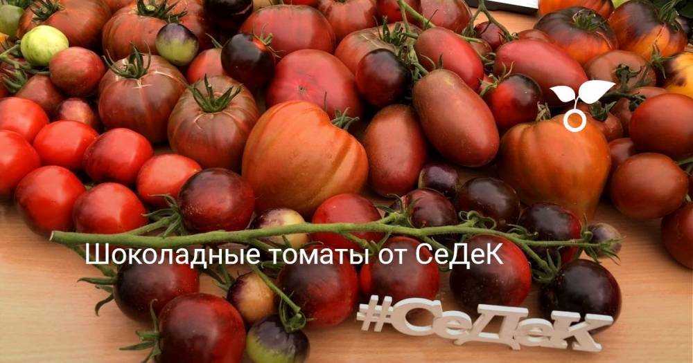 Шоколадные томаты от СеДеК - botanichka.ru
