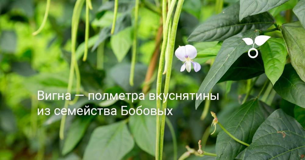 Вигна — полметра вкуснятины из семейства Бобовых - botanichka.ru