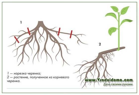 Размножение цветов и других растений корневыми черенками - vsaduidoma