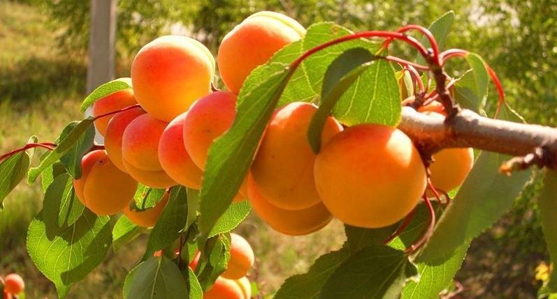Описание ранних сортов абрикоса - sad-dacha-ogorod.com - Франция