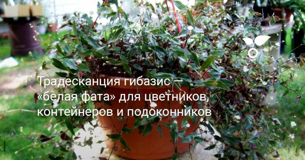 Традесканция гибазис — «белая фата» для цветников, контейнеров и подоконников - botanichka.ru