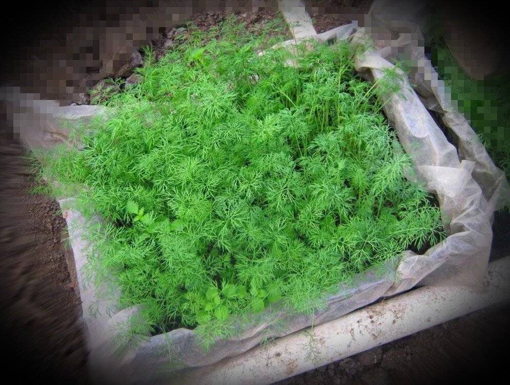 Мой метод посадки укропа для обильного урожай "зелени" уже в апреле. Делюсь своим способом. - zen.yandex.ru