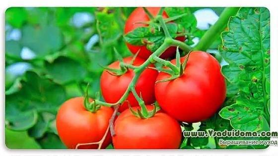 Выращивание томатов по методу Казарина – мои отзывы - vsaduidoma.com