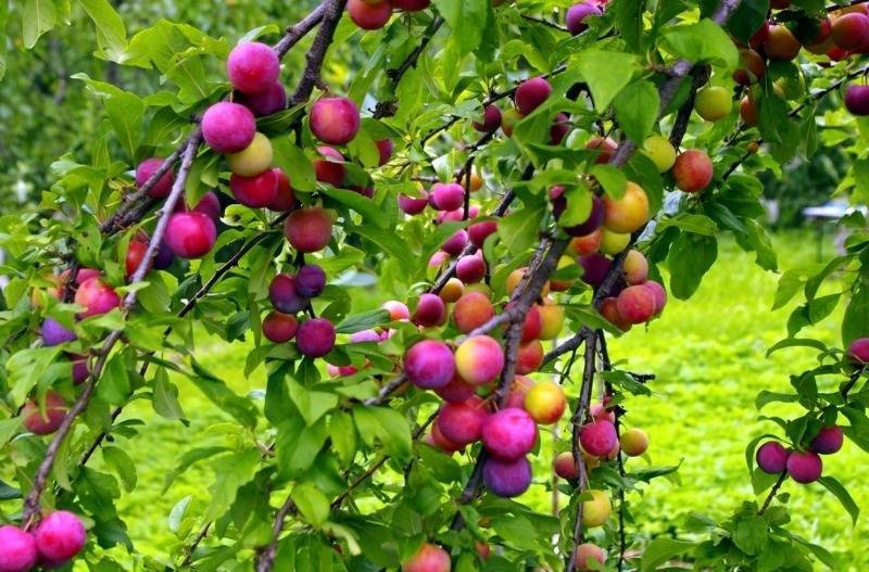 Какие плодовые культуры можно высаживать на даче, чтобы укрепить склоны - orchardo.ru